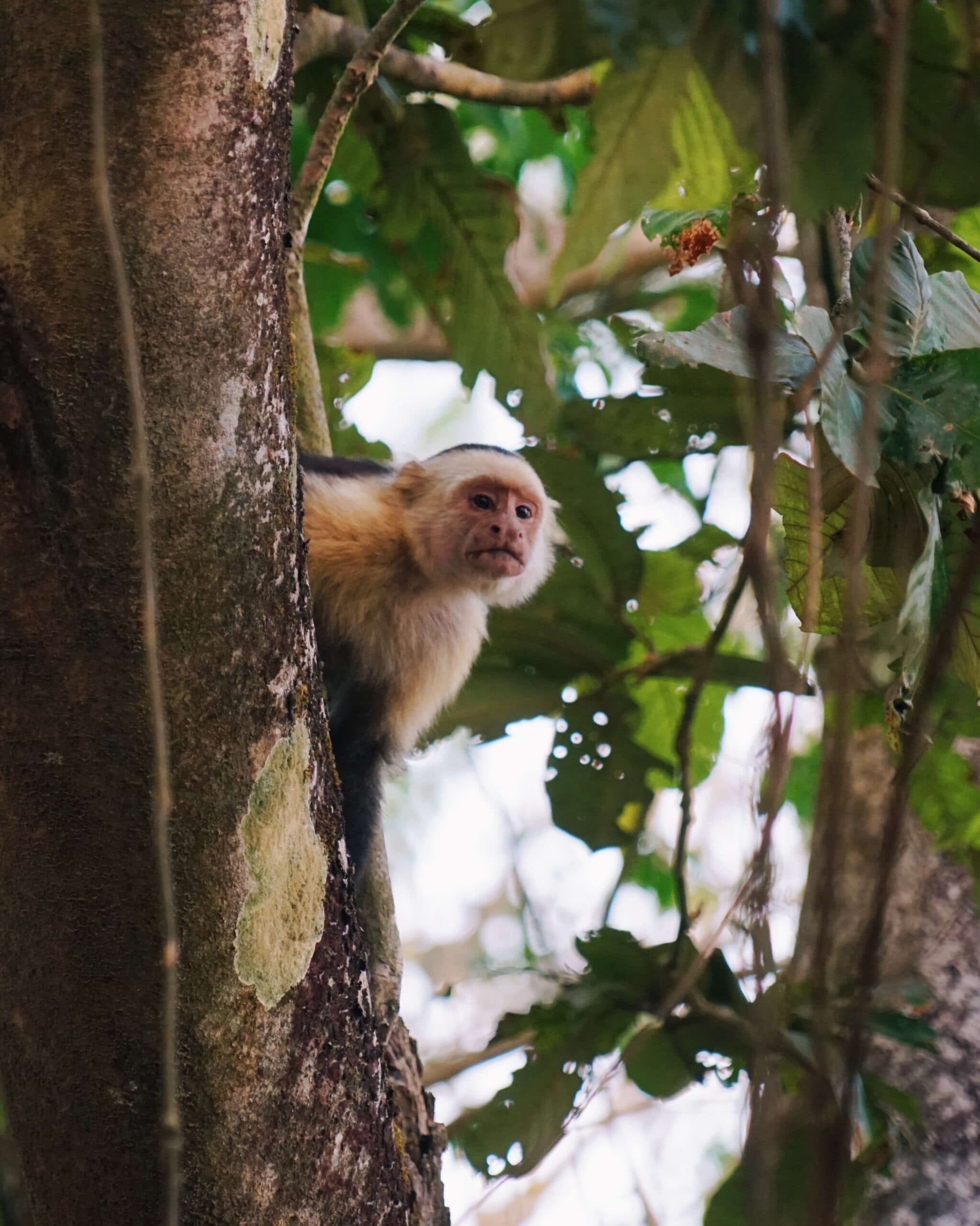 Community & Nature Return
